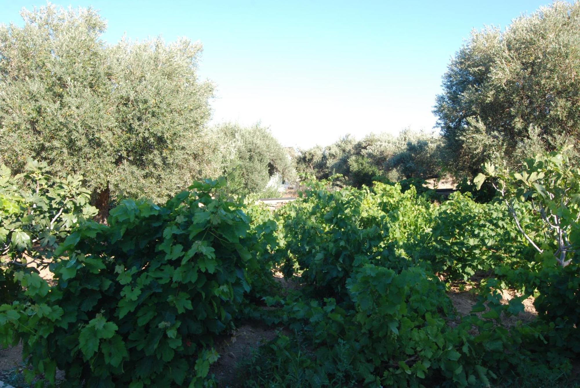 Villa Perivoli Platis Gialos  المظهر الخارجي الصورة